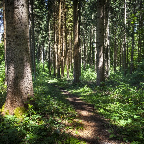 Traduction du norme de gestion forestière responsable pour FSC France