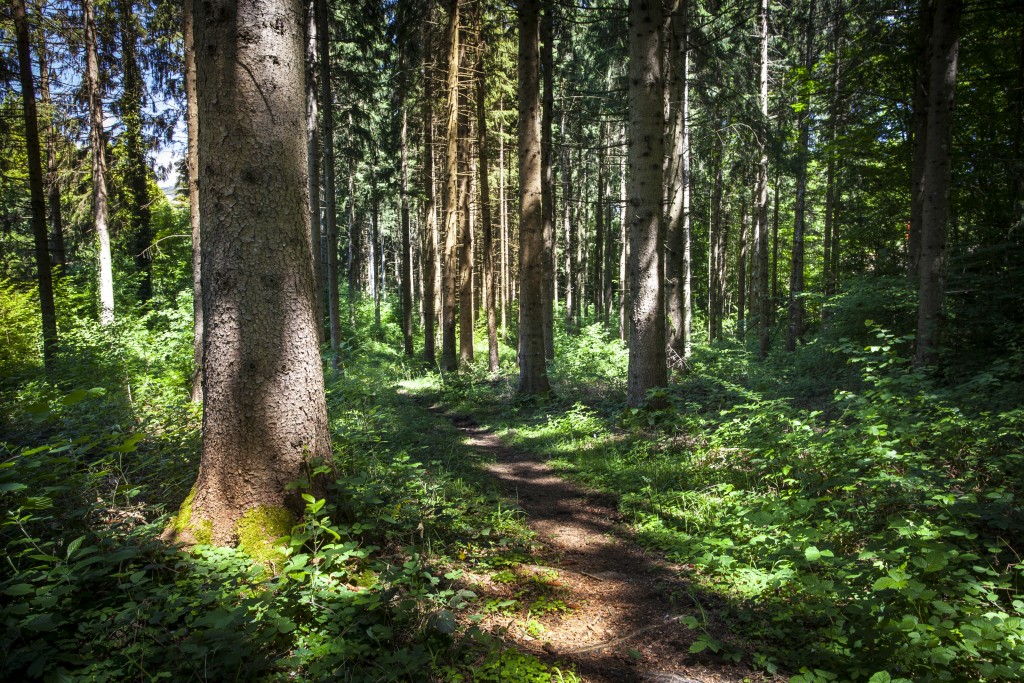 Traduction du norme de gestion forestière responsable pour FSC France